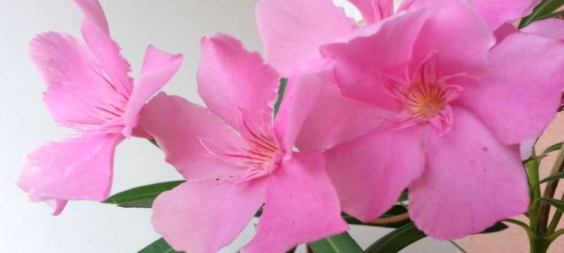 Titelbild Oleander-Blüten